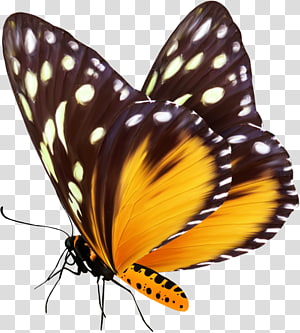 Butterfly Drawing png download - 894*894 - Free Transparent Gacha