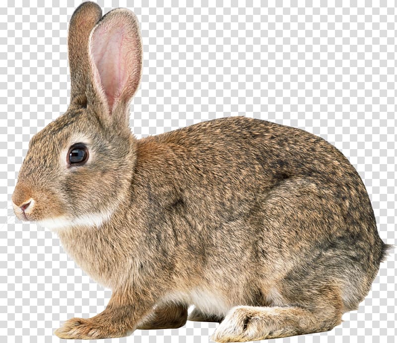 Easter Bunny Rabbit , Rabbit transparent background PNG clipart
