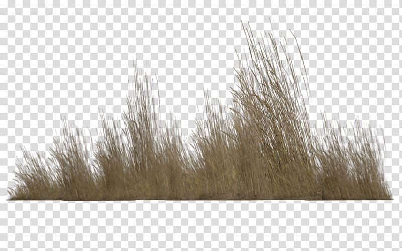 brown grass illustration, Computer Icons , Tall Grass transparent background PNG clipart