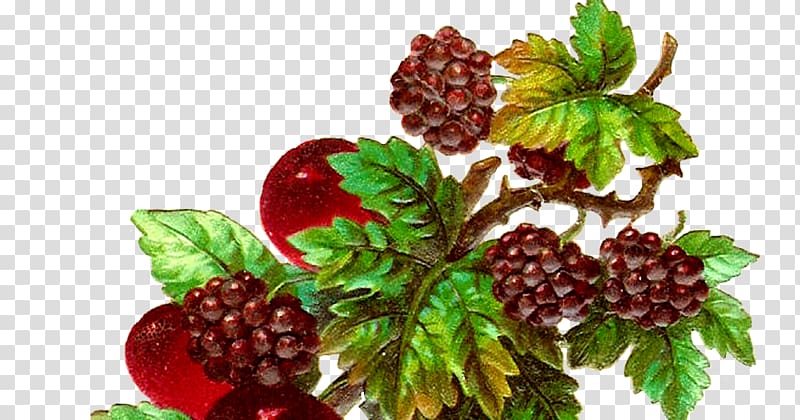 Boysenberry Juice Zante currant Raspberry Strawberry, juice transparent background PNG clipart