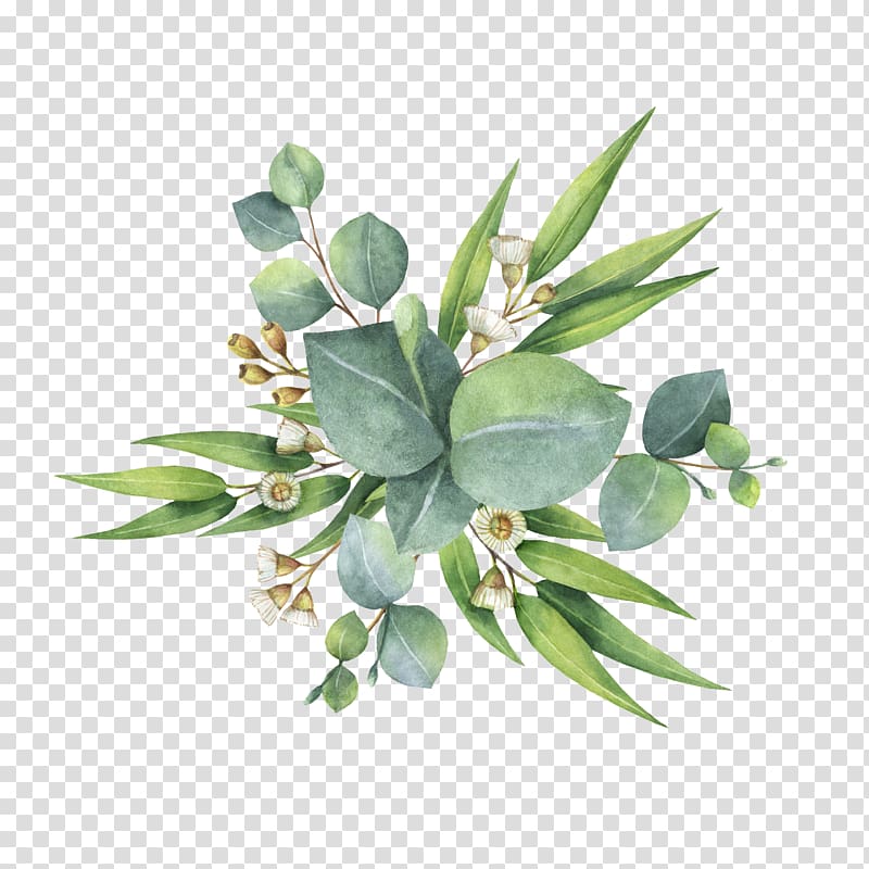 Watercolor Eucalyptus Leaves Clip Art