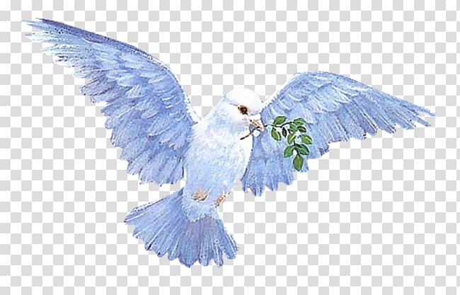 Columbidae Animation Flying Dove , Animation transparent background PNG clipart