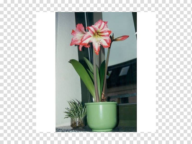Amaryllis belladonna Flowerpot Houseplant Floral design, others transparent background PNG clipart