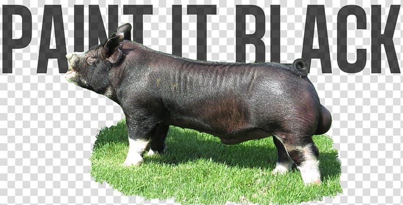 Pig Cattle Mammal Fauna Wildlife, berkshire boar transparent background PNG clipart