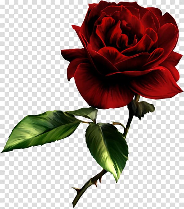 Rose Painting Red , rose transparent background PNG clipart