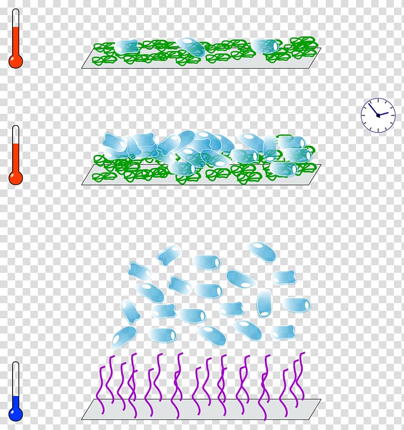 Monolayer Tissue culture Suspension, Cell Culture transparent background PNG clipart