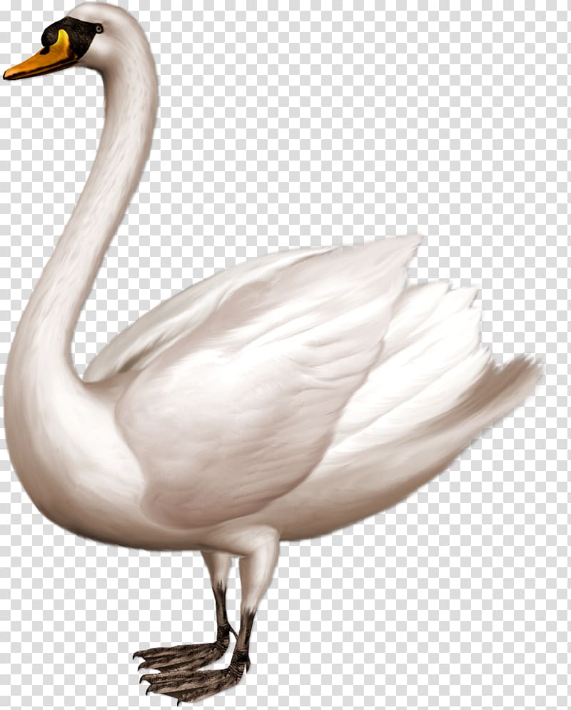 Swan transparent background PNG clipart