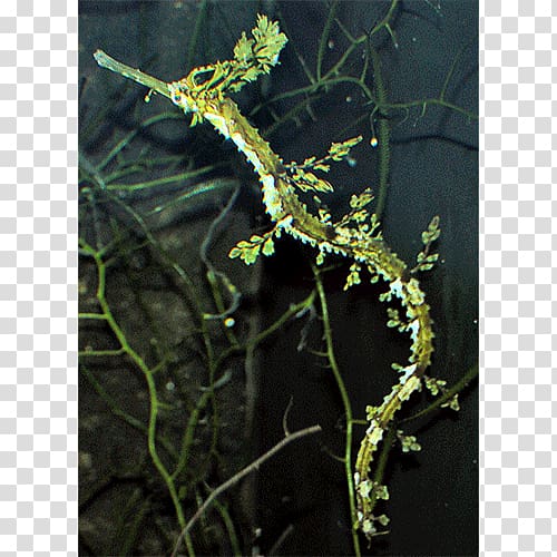 Haliichthys taeniophorus Leafy seadragon Solegnathus Common seadragon, fish transparent background PNG clipart