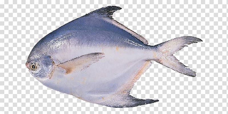 Pampus argenteus Black pomfret Fish Seafood, fish transparent background PNG clipart
