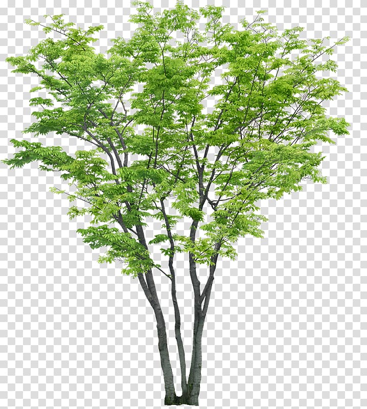 Tree Shrub Woody plant , tree transparent background PNG clipart