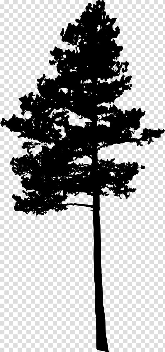 Pine Tree Fir Conifers Spruce, pine tree transparent background PNG clipart