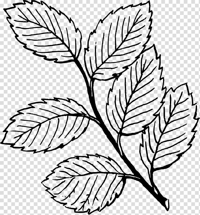 Look at Leaves Autumn leaf color Black and white , Elm Leaf transparent background PNG clipart