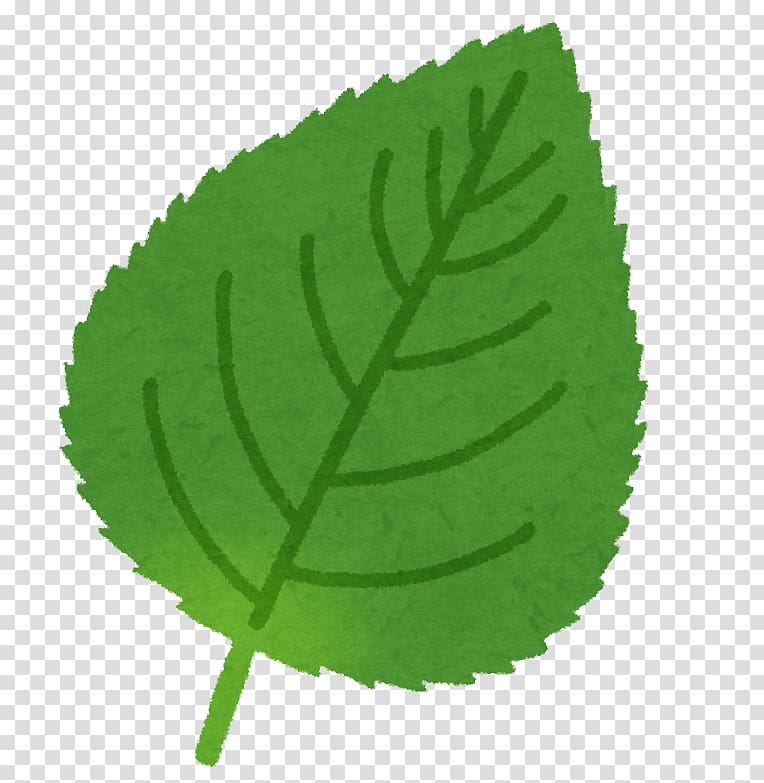 Leaf Beefsteak plant Food No, Leaf transparent background PNG clipart
