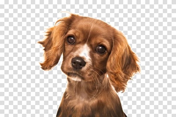 real long-haired dog transparent background PNG clipart