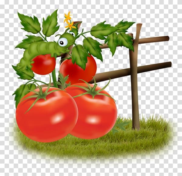 Bush tomato Food Vegetable, A tomato transparent background PNG clipart