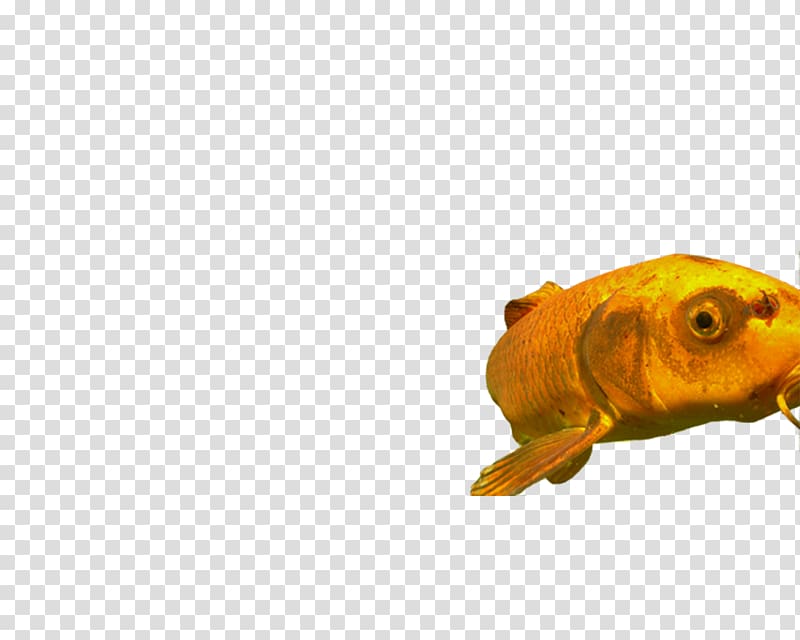 Goldfish Feeder fish, fish finger transparent background PNG clipart