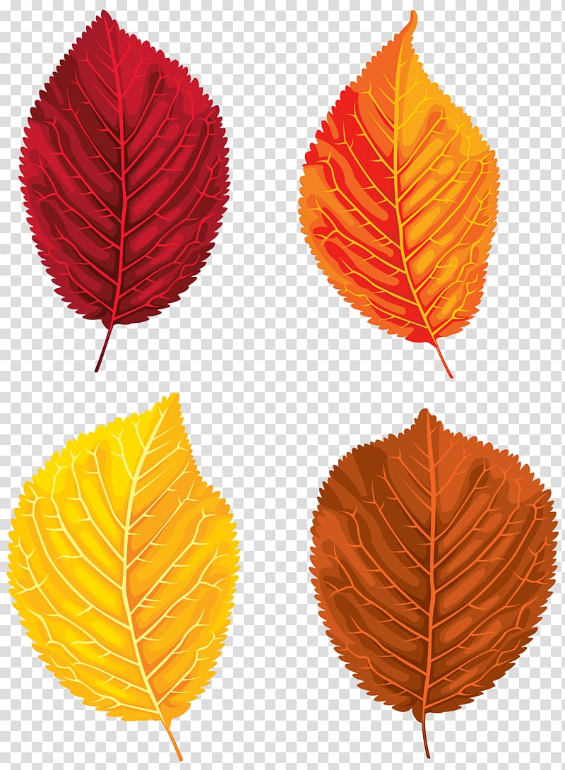 four orange leaves, Santa Claus Autumn leaf color , Fall Leaves Set transparent background PNG clipart