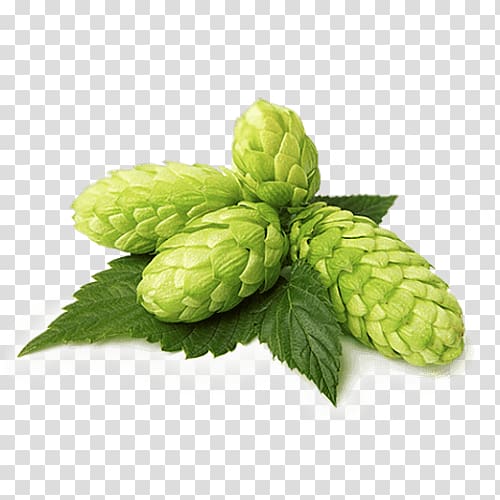 Beer Lager Common hop Brown ale, beer transparent background PNG clipart