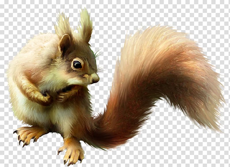 Tree squirrel Chipmunk Fox squirrel Cat, guts transparent background PNG clipart