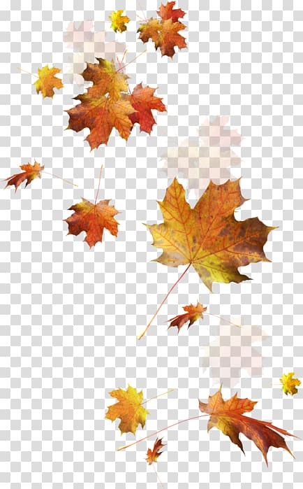 Autumn leaf color , Hirai Momo transparent background PNG clipart
