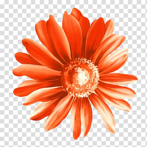 Paper Flower, Calendula officinalis red chrysanthemum illustration transparent background PNG clipart