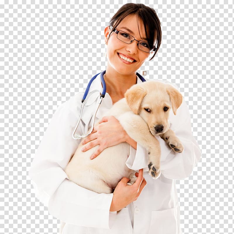 female doctor carrying yellow Labrador retriever puppy, Dog Cat Pet Veterinarian Physician, The beauty pet doctor holds the dog transparent background PNG clipart