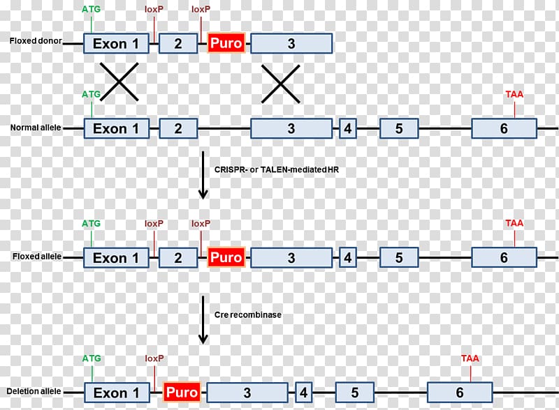 Gene knockout Cre-Lox recombination Knockout mouse Genetic recombination CRISPR, transparent background PNG clipart