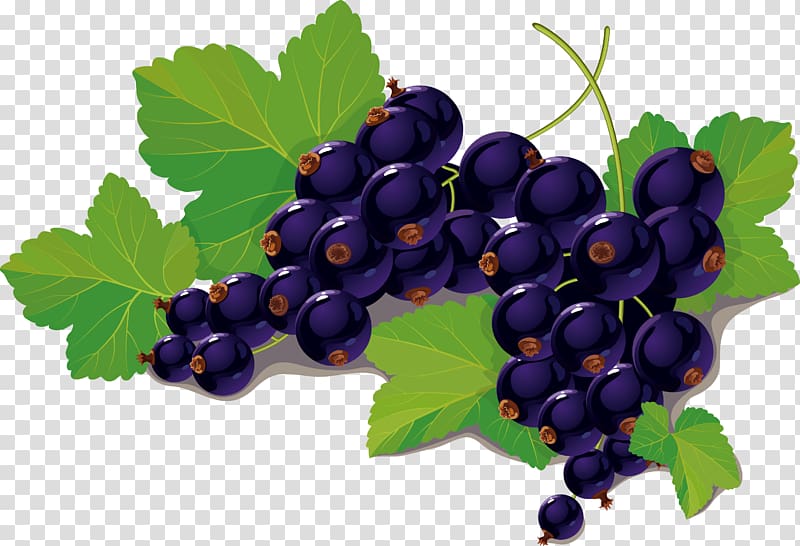 Blackcurrant Blueberry , Blueberry transparent background PNG clipart