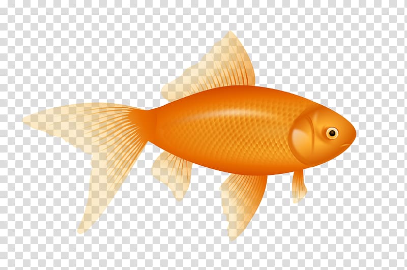 One Fish, Two Fish, Red Fish, Blue Fish , Goldfish transparent background PNG clipart