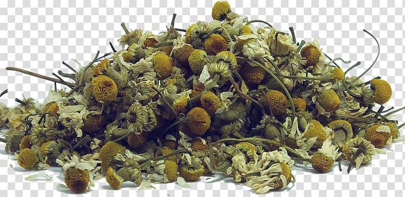 Green tea Sencha Chamomile Earl Grey tea, chamomile transparent background PNG clipart