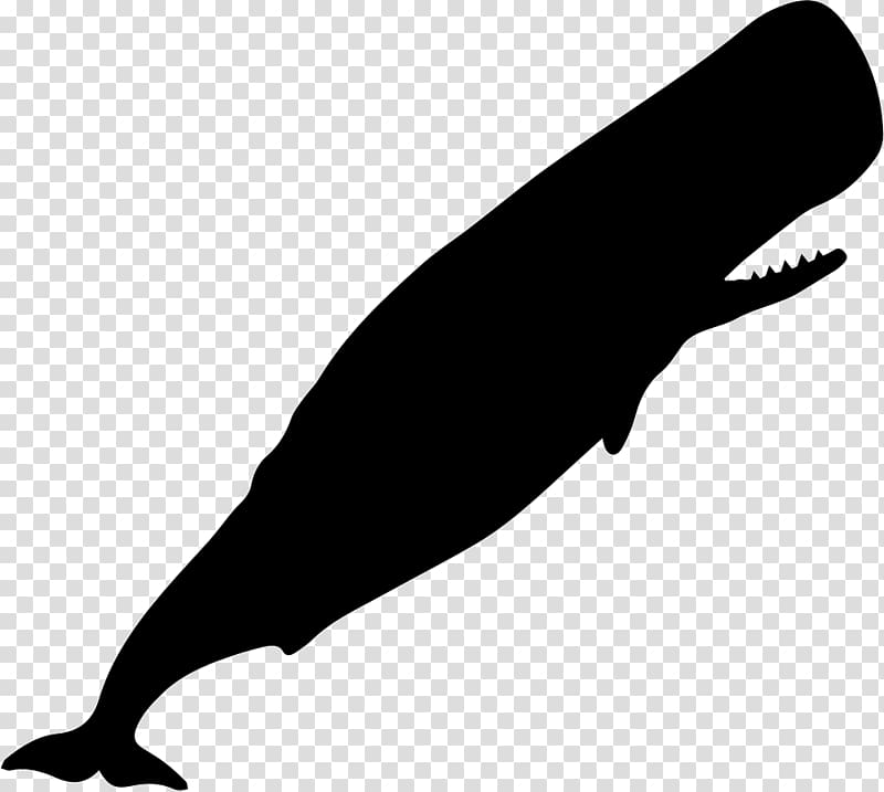 Sperm whale Blue whale Systema Naturae , whale transparent background PNG clipart