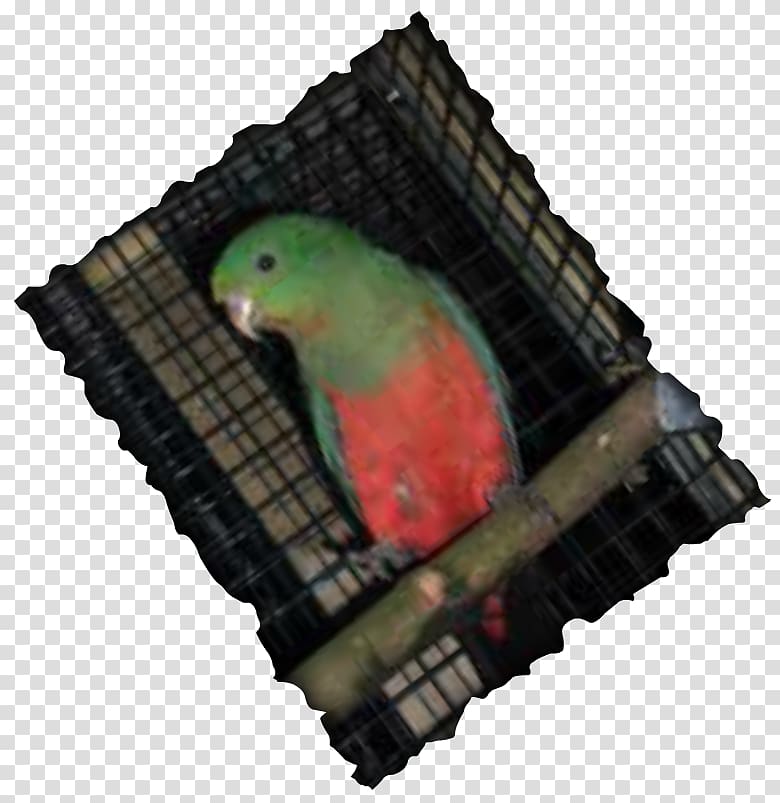 Parrot Borderline personality disorder Risky behavior Impulsivity Parakeet, port transparent background PNG clipart