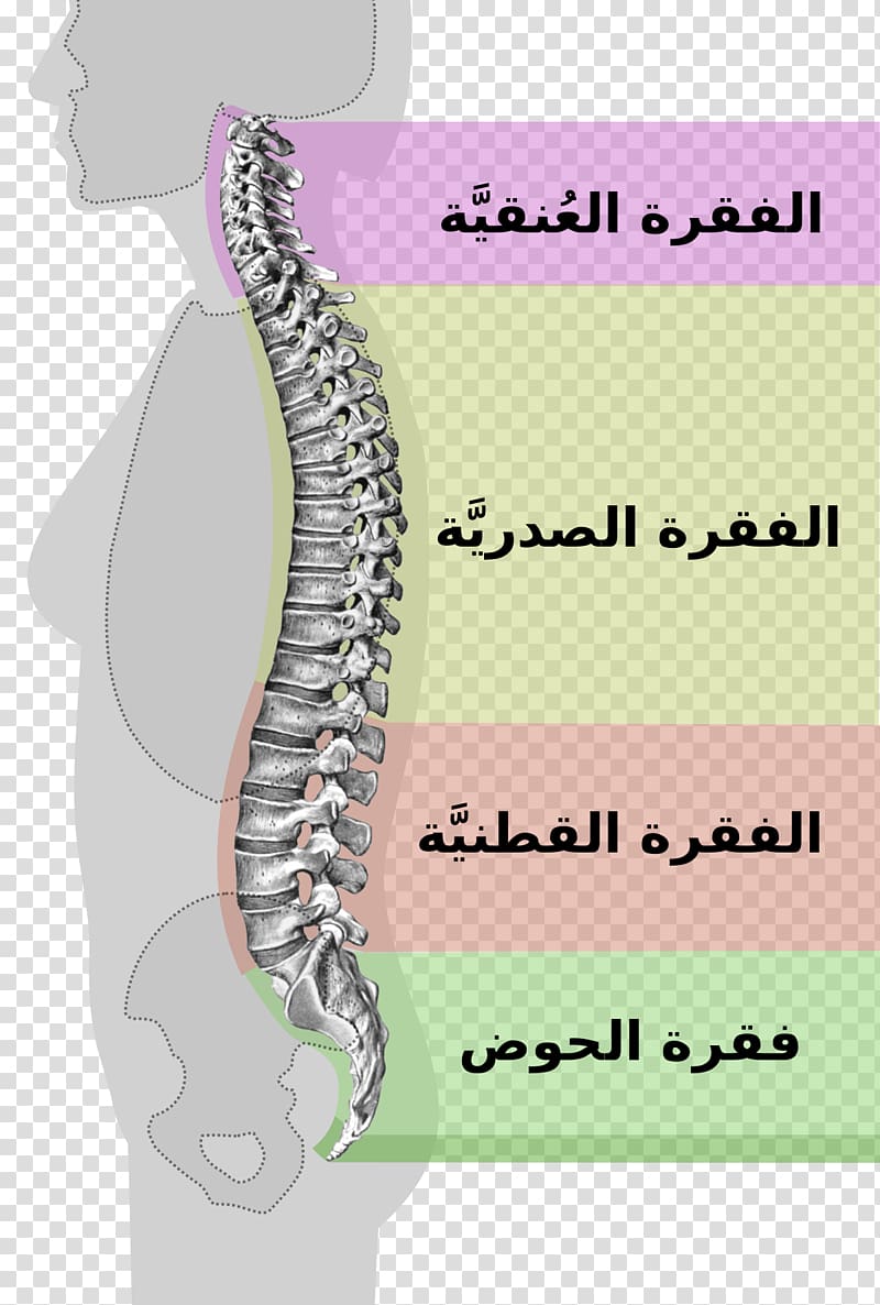 Vertebral column Neutral spine Lumbar spinal stenosis, others transparent background PNG clipart