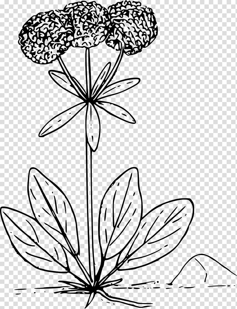 Floral design Buckwheat , flower transparent background PNG clipart