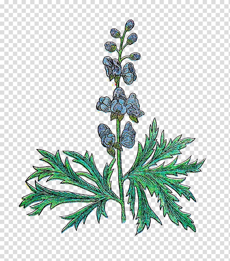 Herb Medicinal plants Rosemary , Vintage Herb transparent background PNG clipart