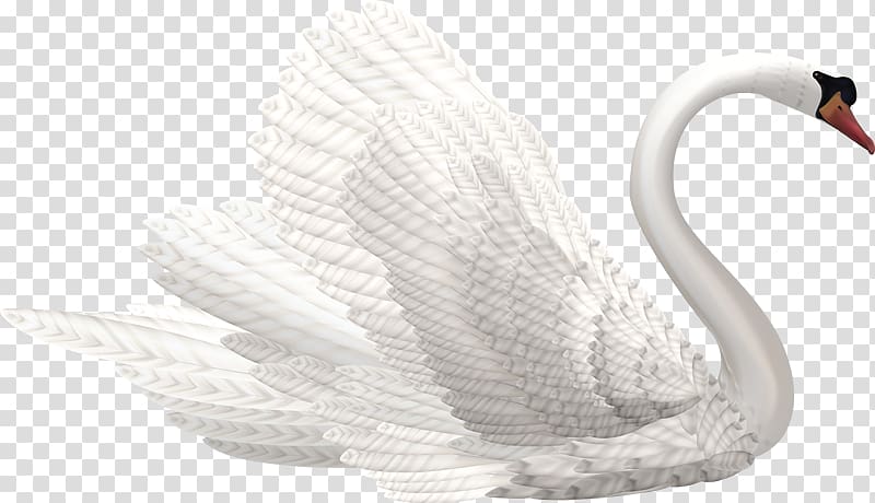 Mute swan Black swan , others transparent background PNG clipart