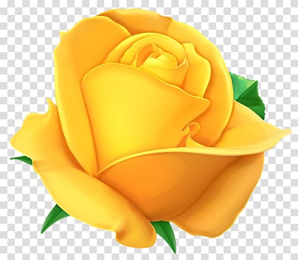 Rose , yellow backgrounds transparent background PNG clipart