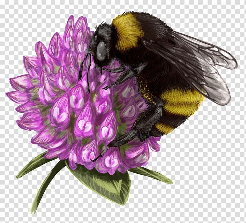 Bumblebee Honey bee Nectar, bee transparent background PNG clipart