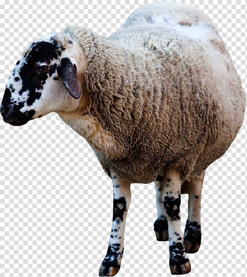 Sheep Domestic animal , sheep transparent background PNG clipart