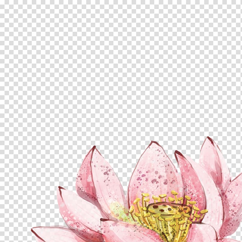 China Nelumbo nucifera Watercolor painting, Lotus flower transparent background PNG clipart