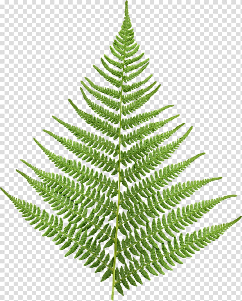 Fern Leaf Animaatio, Leaf transparent background PNG clipart