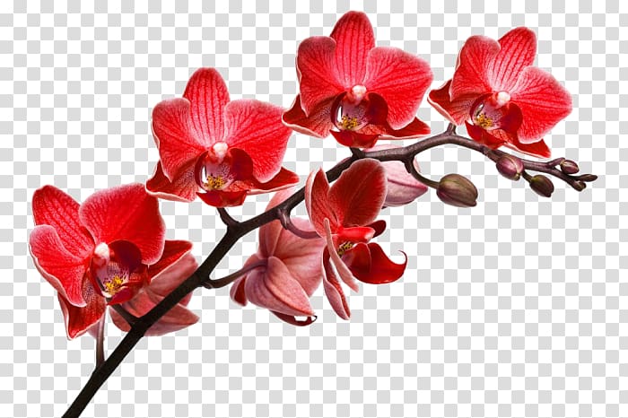 Orchids Desktop Deposits, others transparent background PNG clipart