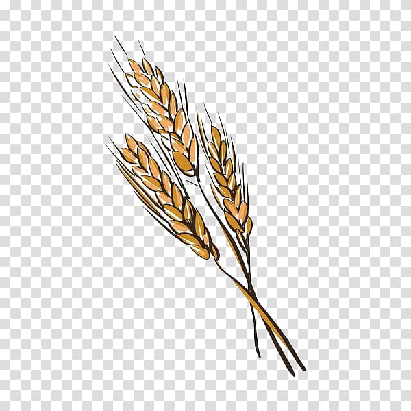 Euclidean Illustration, Hand painted wheat transparent background PNG clipart