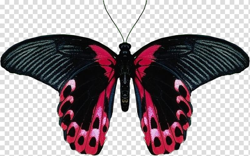 Butterfly , butterfly transparent background PNG clipart