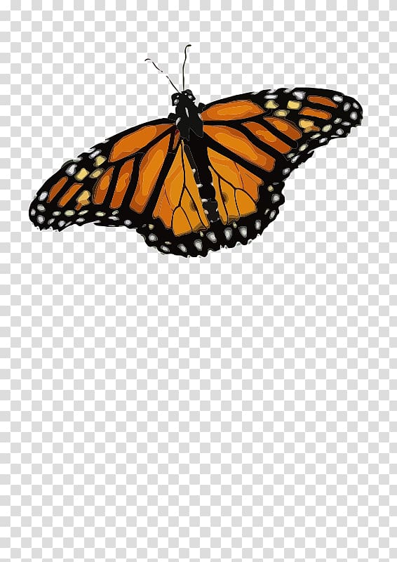 Monarch butterfly Butterfly weed Insect , butterfly transparent background PNG clipart