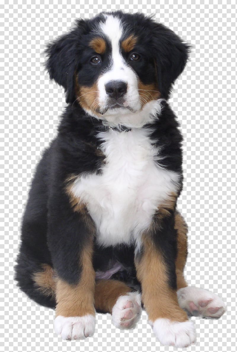 black, white, and tan Bernese mountain puppy, Bernese Mountain Dog Puppy Greater Swiss Mountain Dog Dog breed, bone dog transparent background PNG clipart