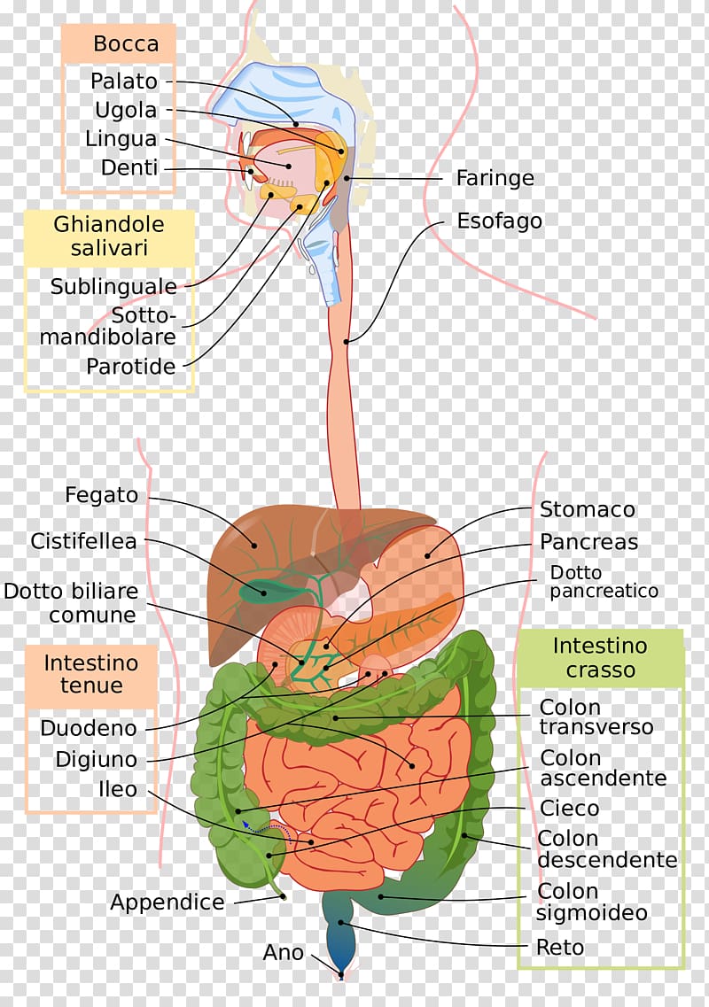 Gastrointestinal tract The Digestive System Human digestive system Digestion Organ, digestive system transparent background PNG clipart