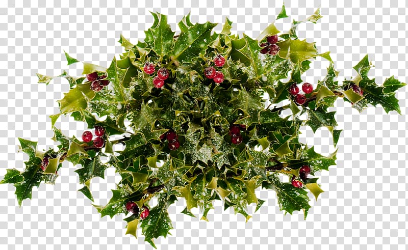 Flower Holly Floral design Evergreen Tree, HOLLY transparent background PNG clipart