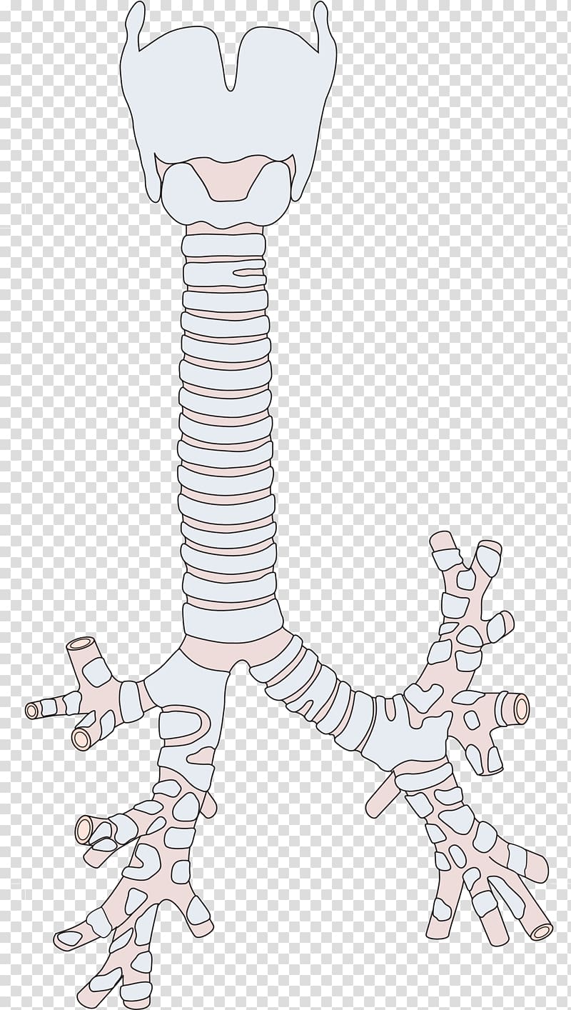 Bronchus Trachea Stridor Larynx Respiratory tract, lungs transparent background PNG clipart