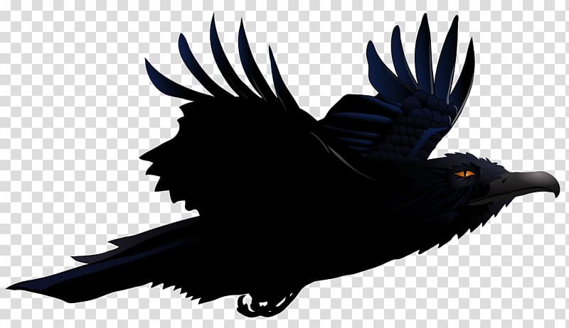 black bird illustration, Bird Common raven , Raven transparent background PNG clipart